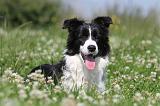 BORDER COLLIE 526
